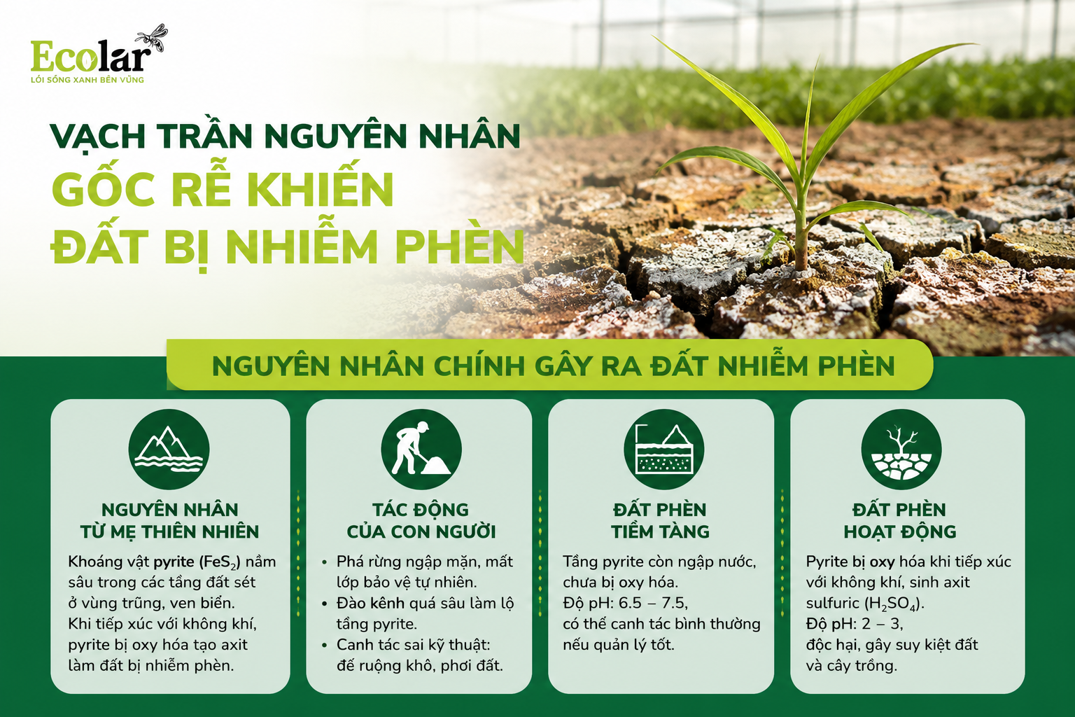 Vạch Trần Nguyên Nhân Gốc Rễ Khiến Đất Bị Nhiễm Phèn
