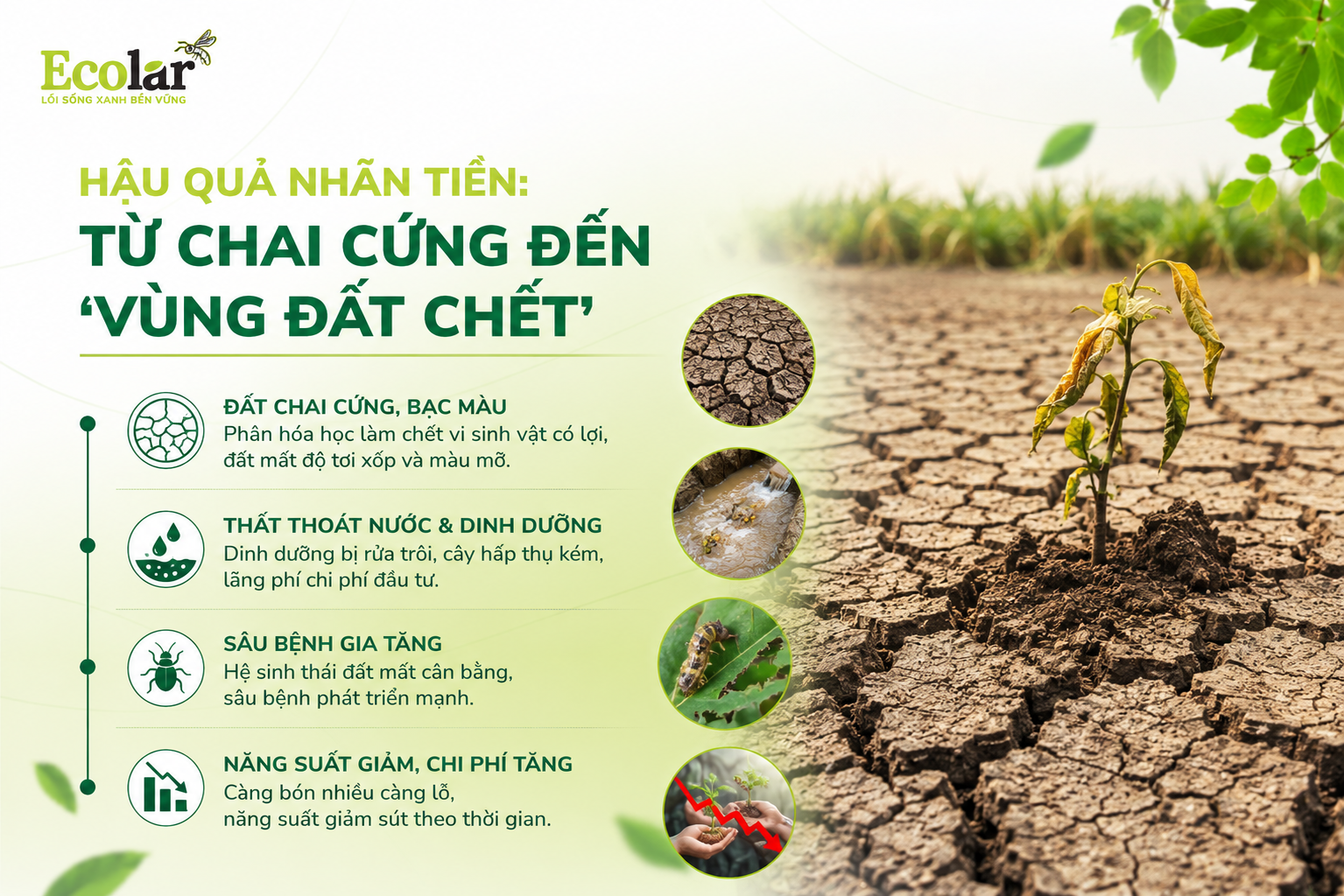 Hậu Quả Nhãn Tiền: Từ Chai Cứng Đến 'Vùng Đất Chết'