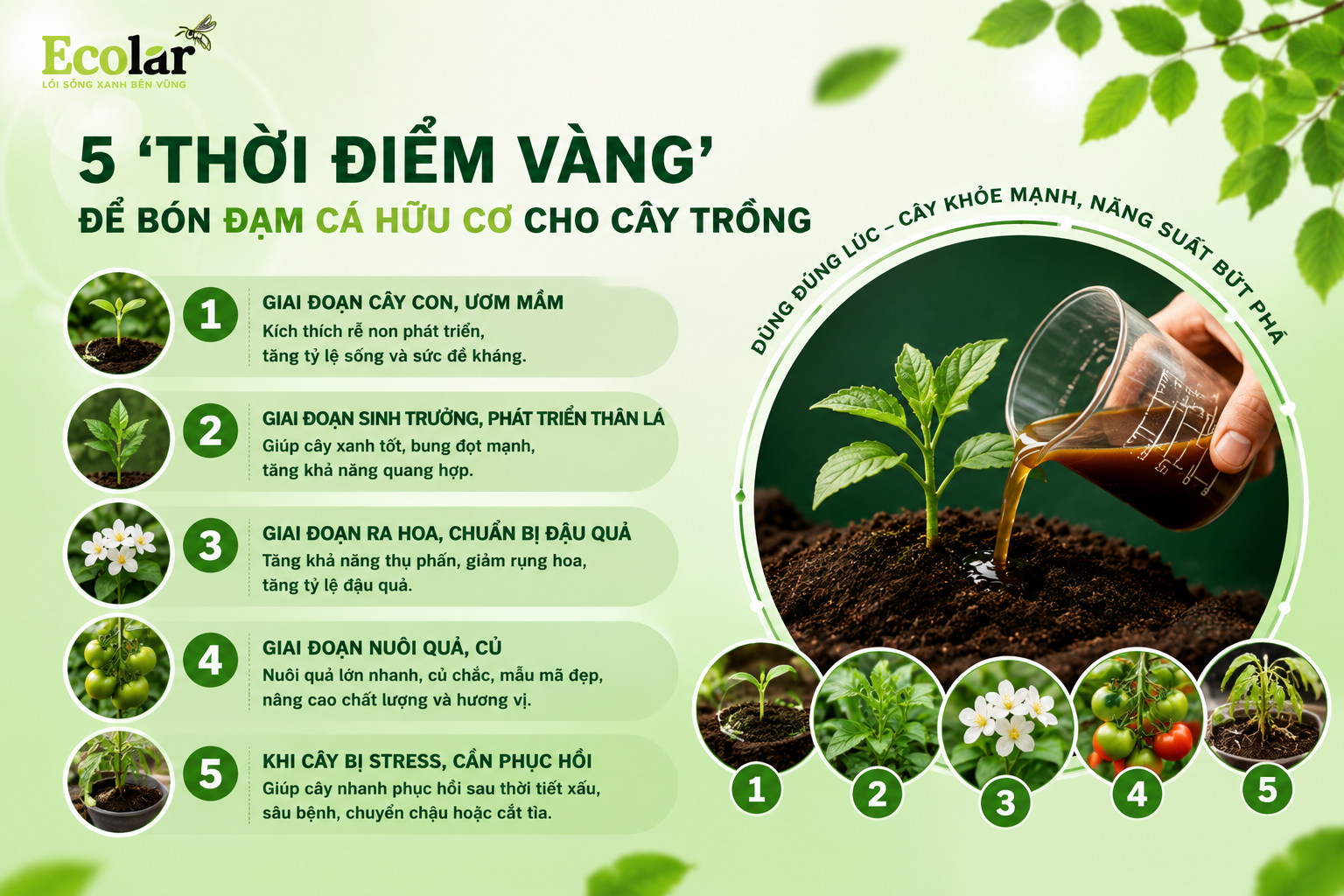 5 'Thời Điểm Vàng' Để Bón Đạm Cá Hữu Cơ Cho Cây Trồng