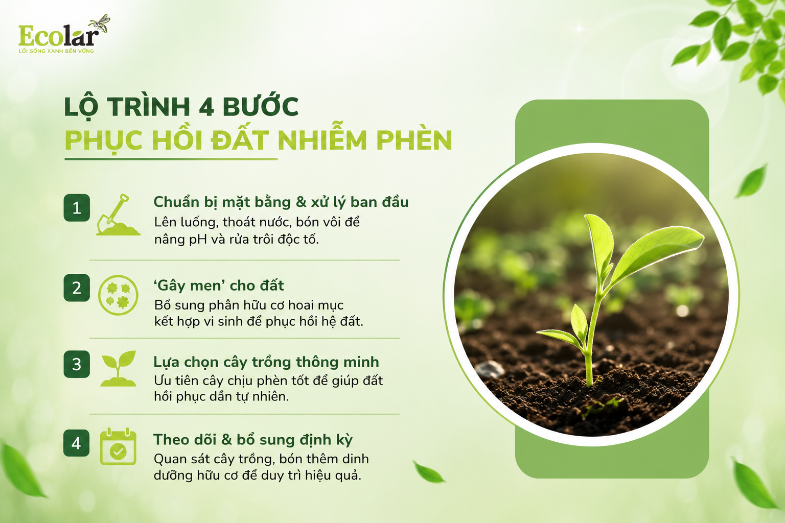 Phần 4: Lộ Trình 4 Bước Phục Hồi Đất Nhiễm Phèn: Từ Lý Thuyết Đến Thực Hành