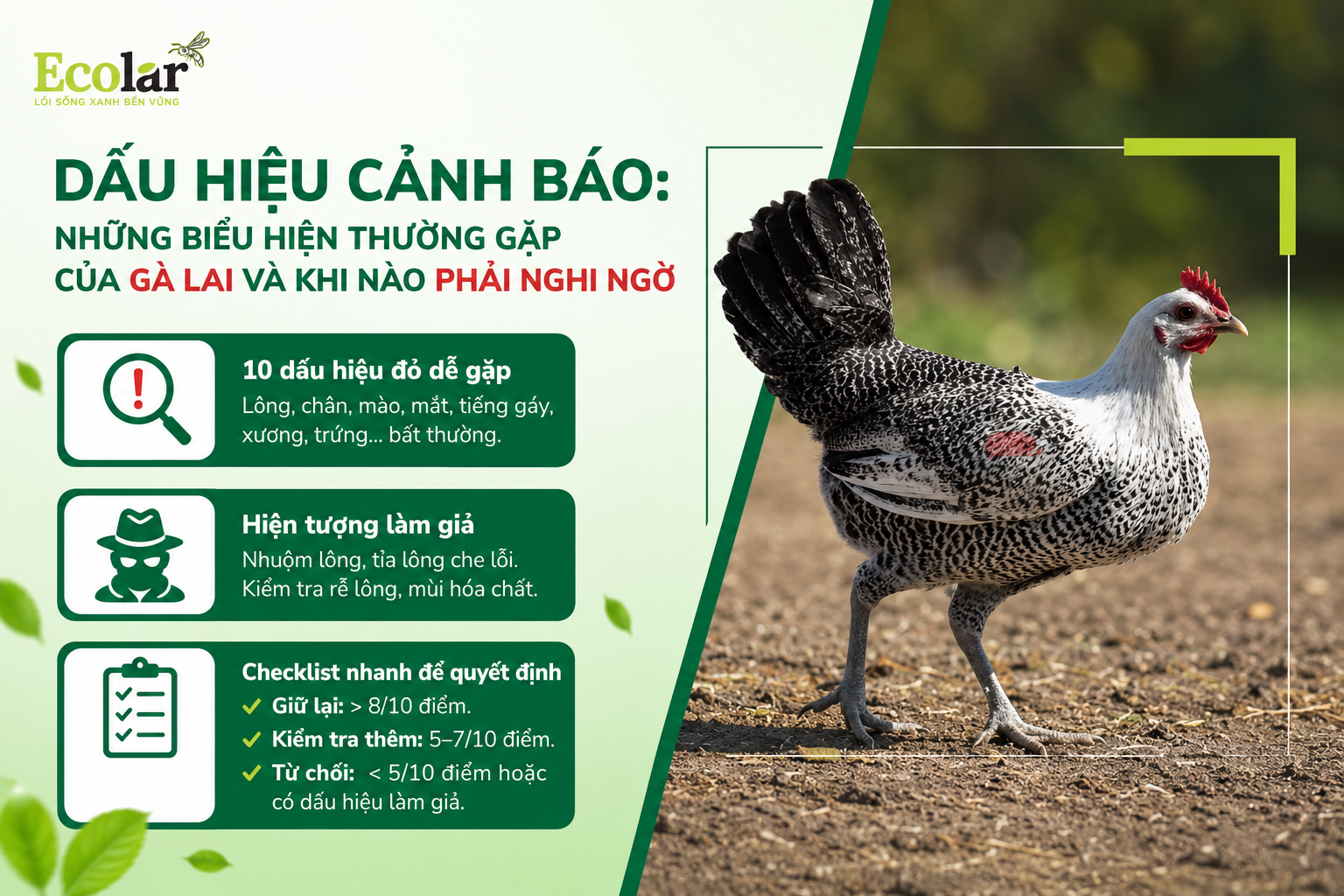 Dấu hiệu cảnh báo: Những biểu hiện thường gặp của gà lai và khi nào phải nghi ngờ