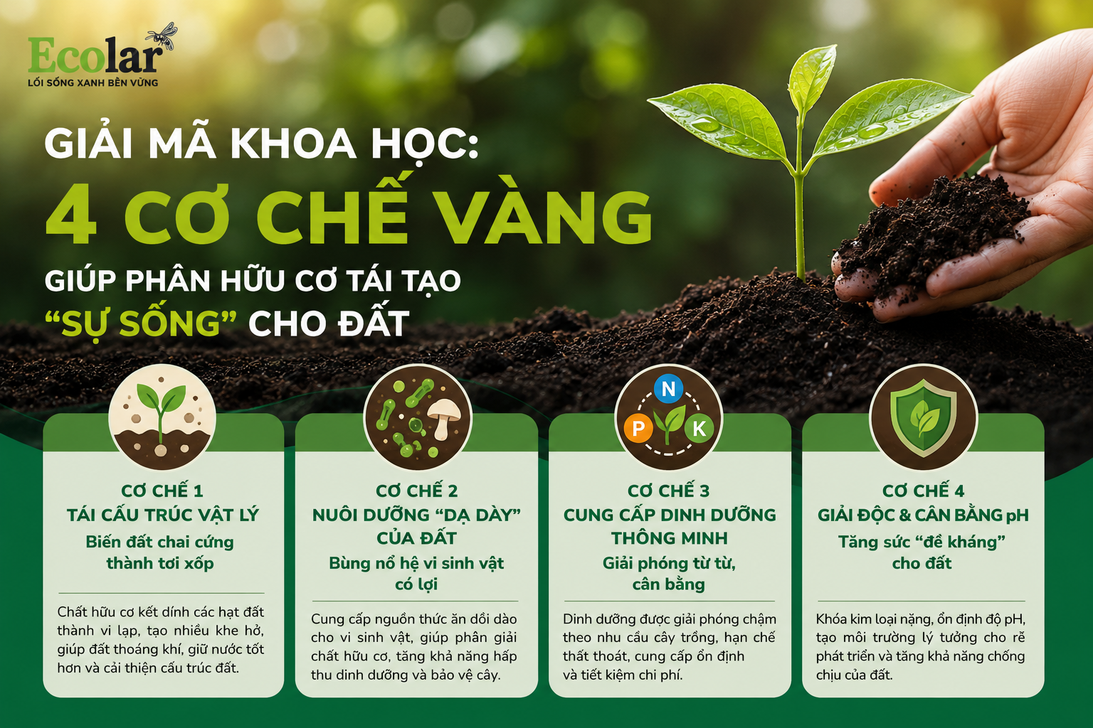 Giải Mã Khoa Học: 4 Cơ Chế Vàng Giúp Phân Hữu Cơ Tái Tạo 'Sự Sống' Cho Đất