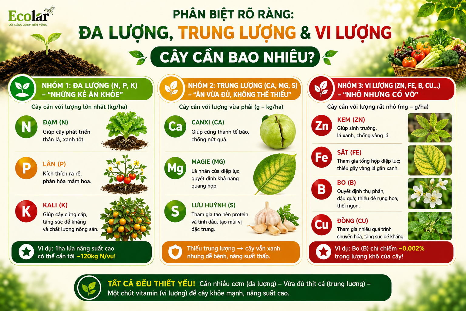 Phân Biệt Rõ Ràng: Đa Lượng, Trung Lượng và Vi Lượng