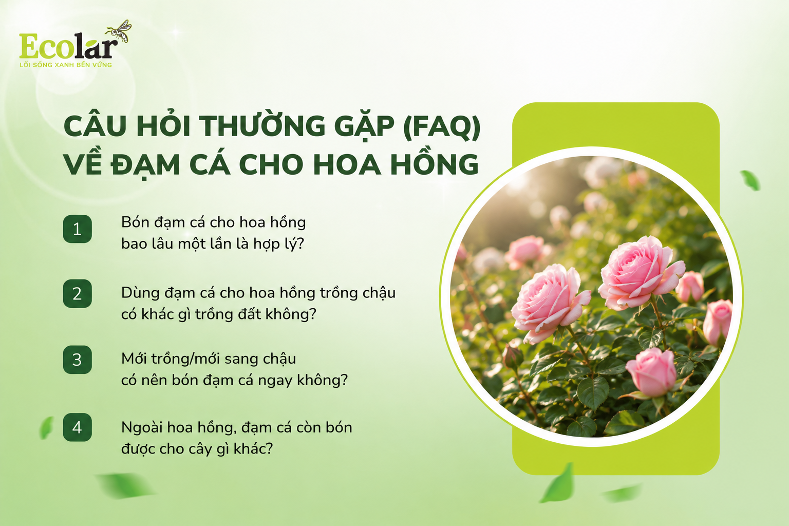 Câu Hỏi Thường Gặp (FAQ) Về Đạm Cá Cho Hoa Hồng