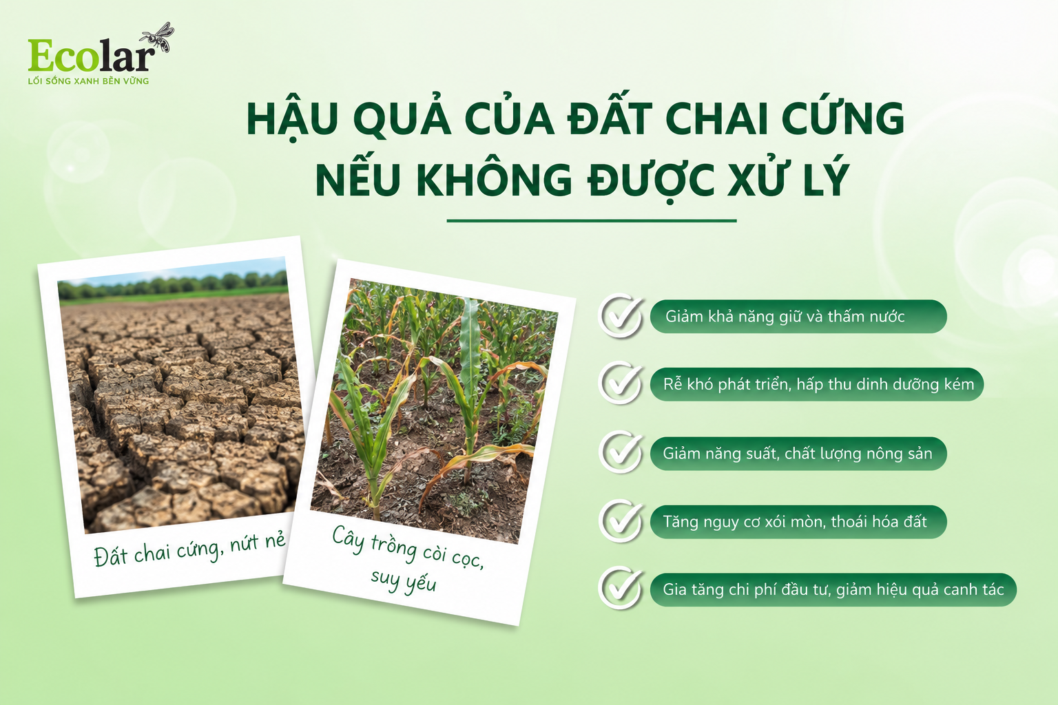 Hậu Quả Của Đất Chai Cứng Nếu Không Được Xử Lý