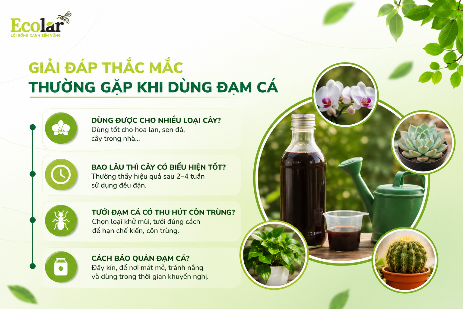 Giải Đáp Thắc Mắc Thường Gặp Khi Dùng Đạm Cá Cho Cây Cảnh