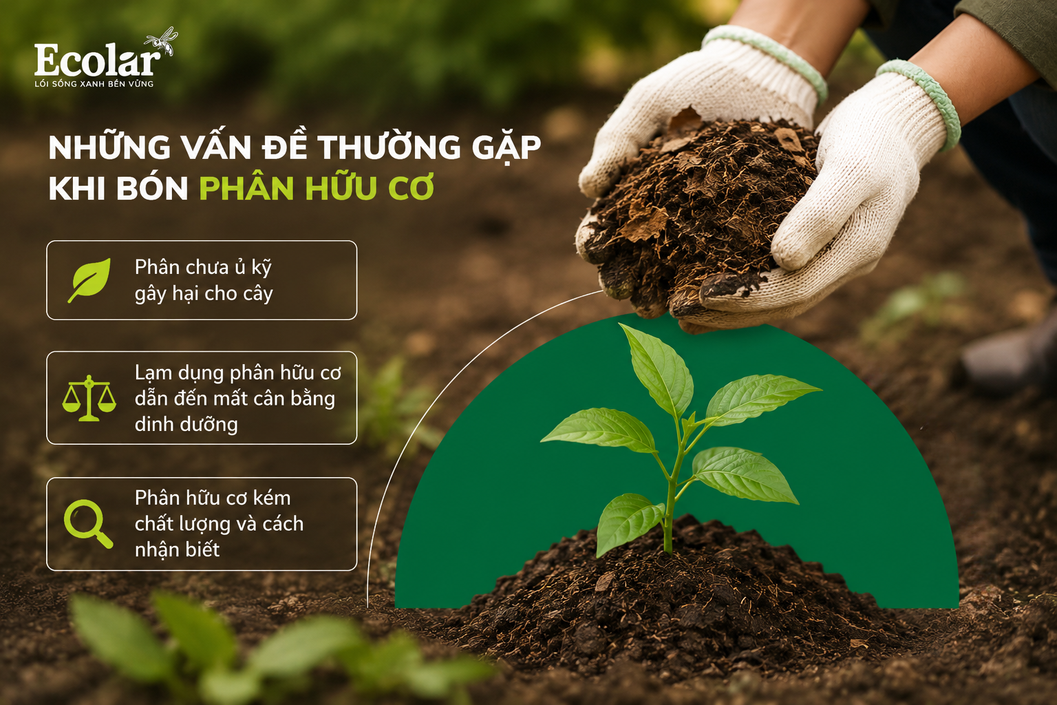 Những Vấn Đề Thường Gặp Khi Bón Phân Hữu Cơ