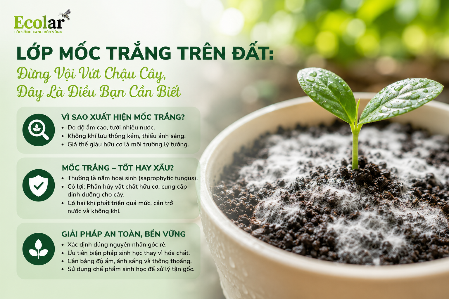 Lớp Mốc Trắng Trên Đất: Đừng Vội Vứt Chậu Cây, Đây Là Điều Bạn Cần Biết
