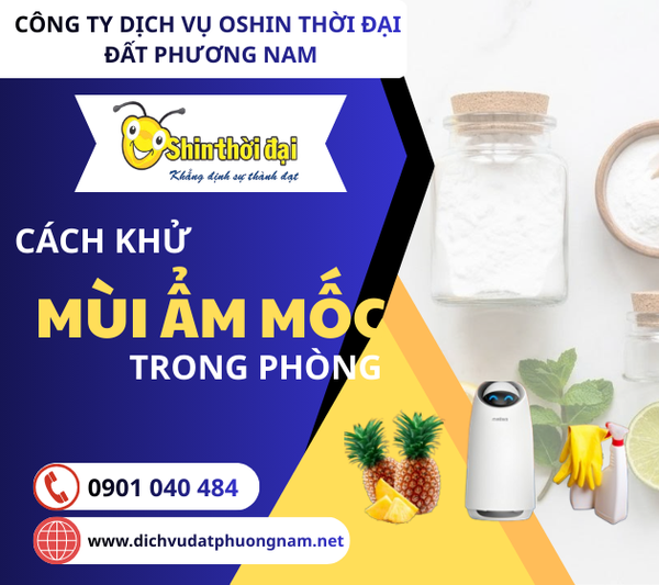 Mẹo Xử Lý Nấm Mốc Và Mùi Ẩm Mốc Văn Phòng Trong Mùa Mưa Đặc Trưng Của Miền Tây