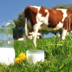 5 lý do ba mẹ nên cho bé uống sữa Organic