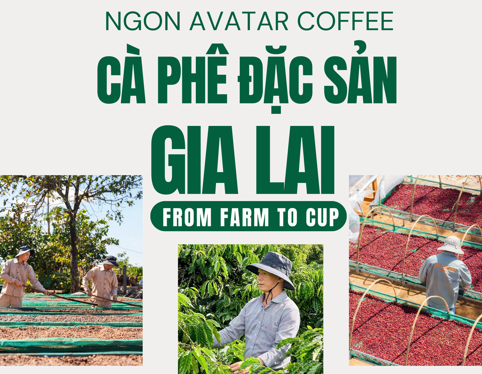 Cà Phê Đặc Sản Gia Lai - Ngon Avatar Coffee Hành Trình From Farm To Cup