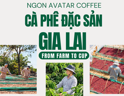 Cà Phê Đặc Sản Gia Lai - Ngon Avatar Coffee Hành Trình From Farm To Cup