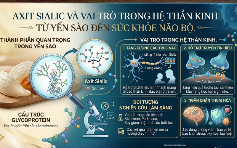 Axit Sialic liên quan đến chức năng thần kinh