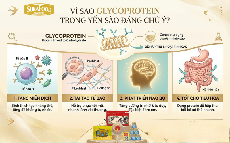 vì sao glycoprotein trong yến sào lại đáng chú ý