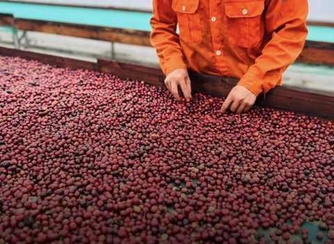 Exploring Famous Coffee Growing Regions in Vietnam
