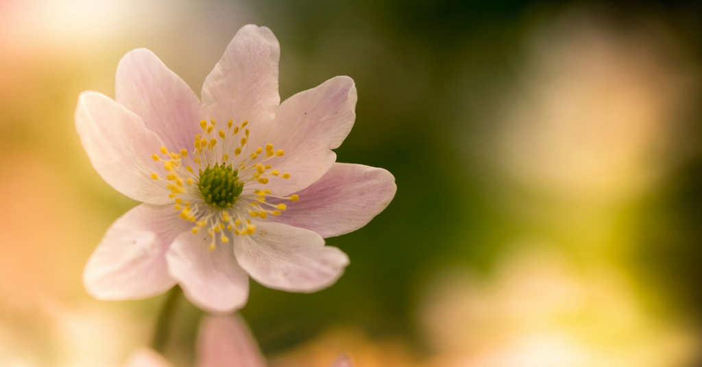 Bí quyết chụp ảnh Macro hoa nghệ thuật: Kỹ thuật tạo hiệu ứng mờ ảo chuyên nghiệp