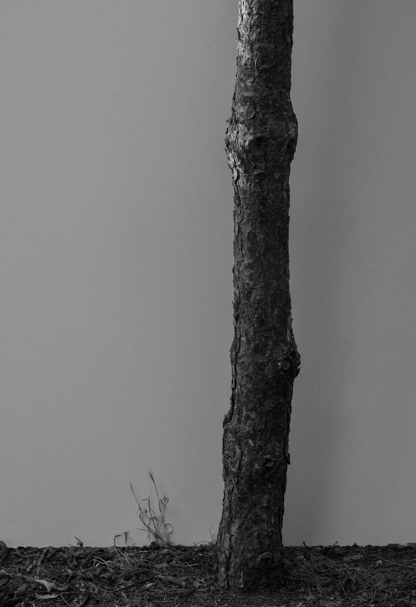Sigma FP2