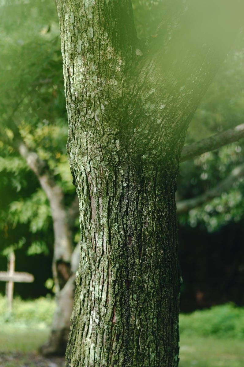 SIGMA 50mm F1.4 CL DG CONTEMPORARY