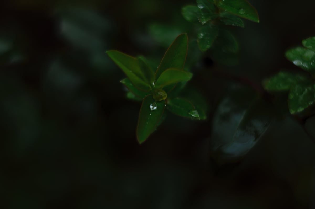 SIGMA 50mm F1.4 CL DG CONTEMPORARY