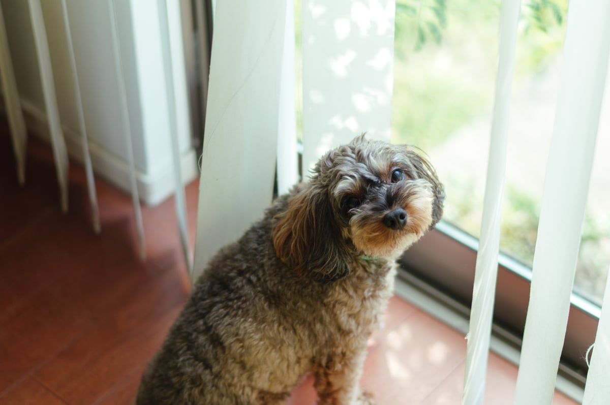 SIGMA 50mm F1.4 CL DG CONTEMPORARY