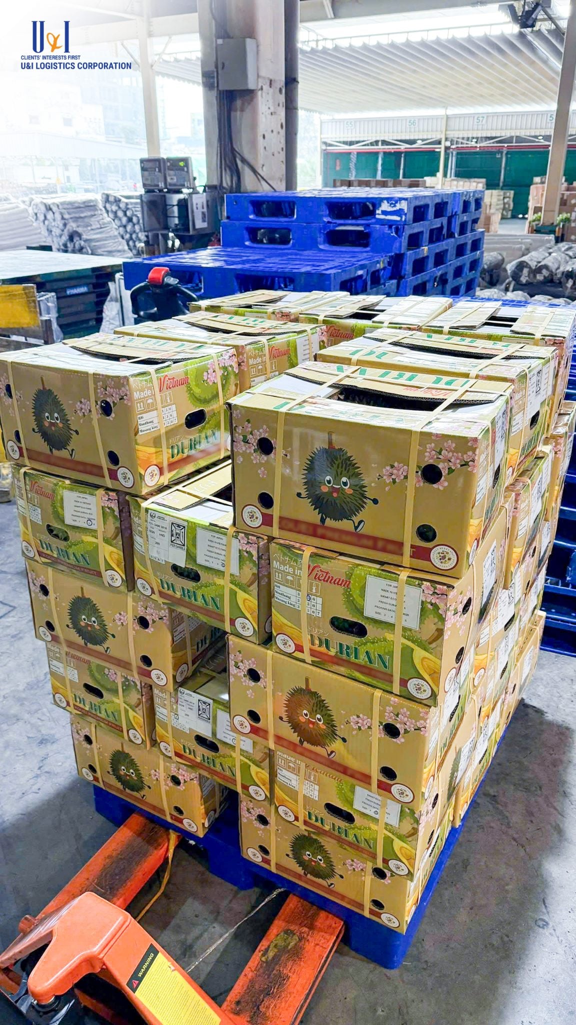 U&I Logistics: Tet-Period Air Freight That Protects the Cold Chain for Fresh Agricultural Exports