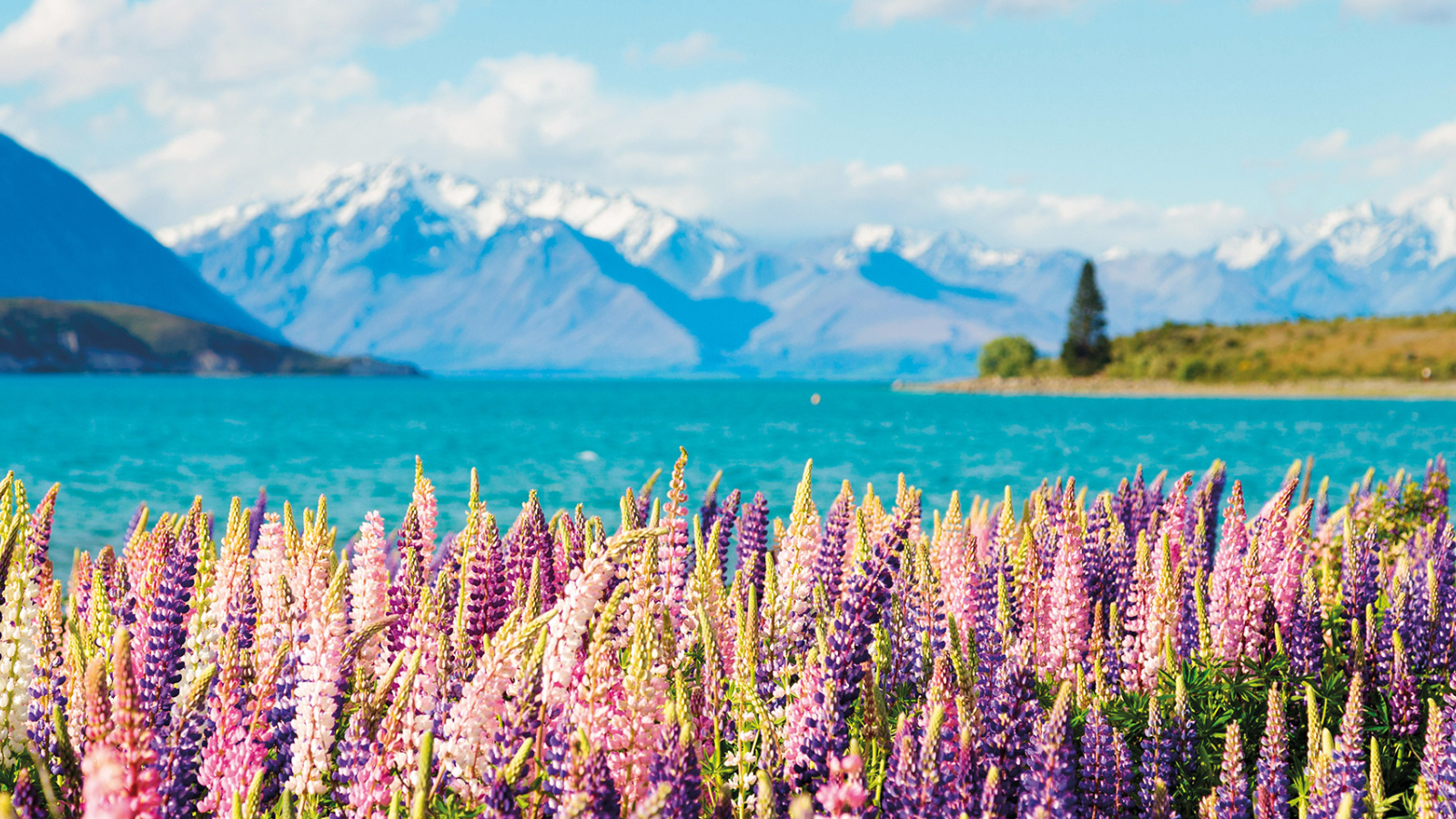 Hồ Tekapo – Tuyệt Tác Màu Xanh Ngọc Giữa Dãy Alps New Zealand Và Thiên Đường Ngắm Sao Đẹp Nhất Thế Giới