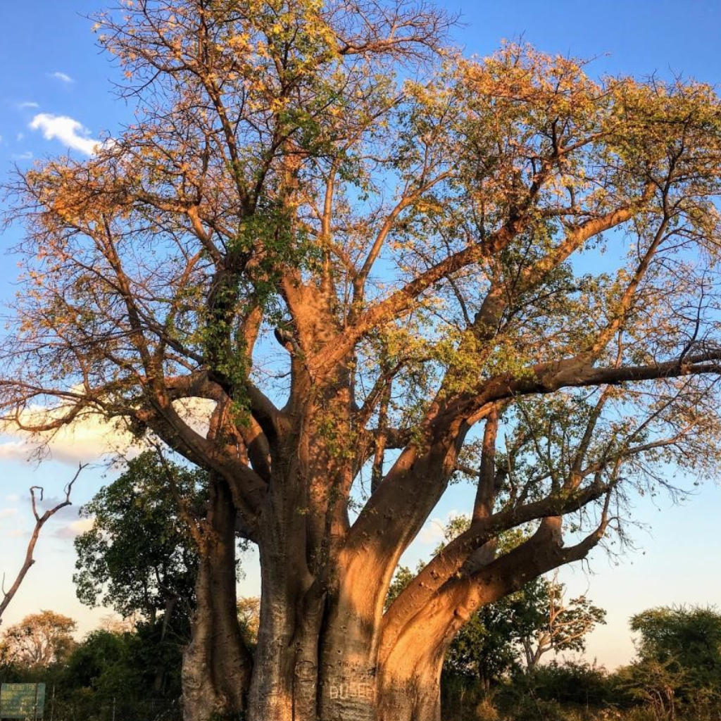 NGÀY 2: VICTORIA FALLS (ZIMBABWE) KỲ QUAN THIÊN NHIÊN HÙNG VĨ