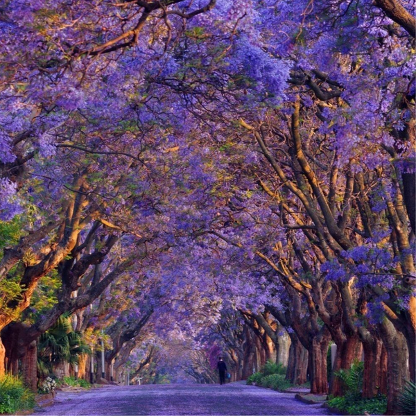 NGÀY 9: JOHANNESBURG – DOHA