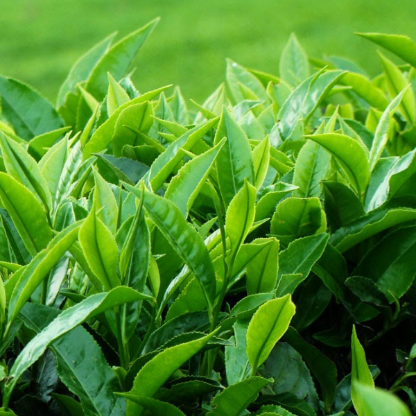Chè xanh