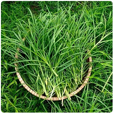 Cỏ mần trầu