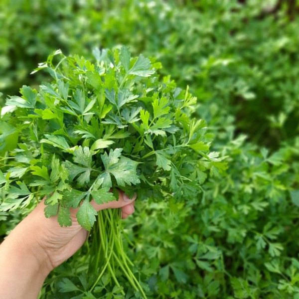 Rau mùi