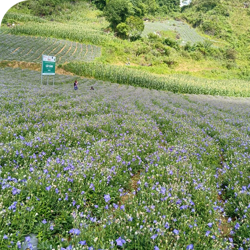 Nguyên liệu và công nghệ