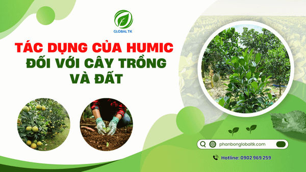 7 Tác dụng của Humic đối với cây trồng và đất
