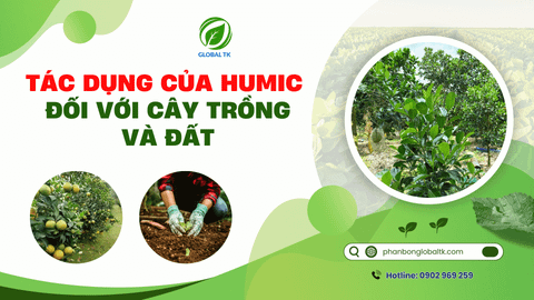 7 Tác dụng của Humic đối với cây trồng và đất