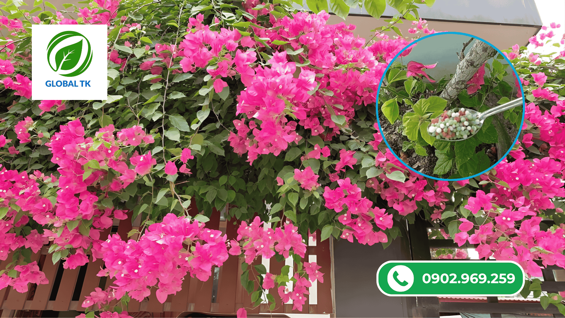 Cách Sử Dụng Phân Bón Hoa Giấy Đúng Thời Điểm, Cây Ra Hoa Đều, Bền Màu