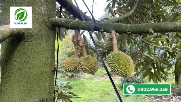 4 Nguyên Nhân Khiến Sầu Riêng Bị Méo Trái - Cách Phòng Tránh