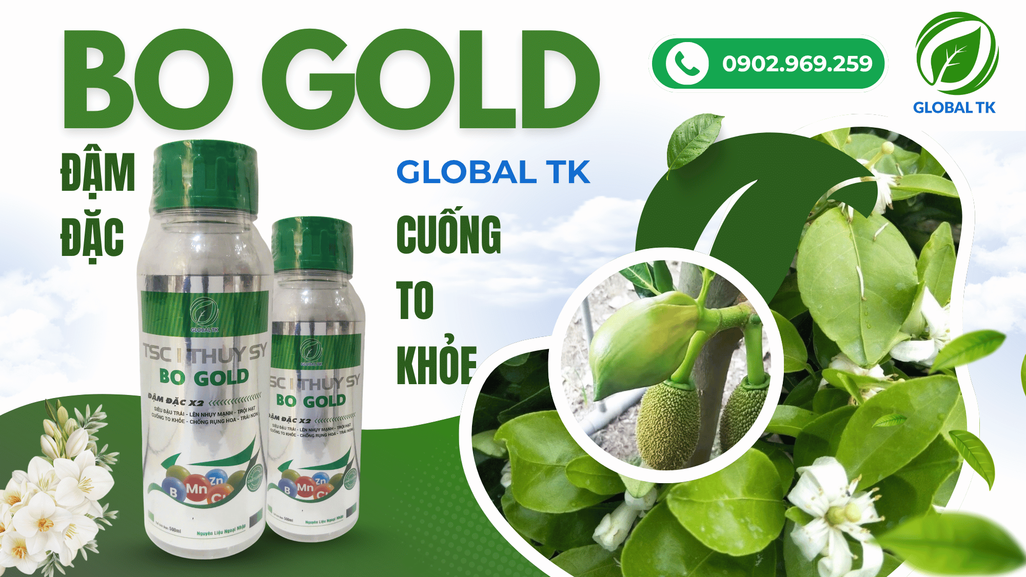 BO GOLD ĐẬM ĐẶC Global TK - Cuống hoa to khỏe-hạn chế rụng bông