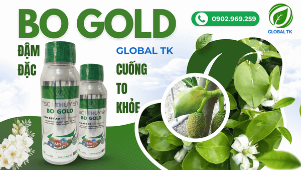 BO GOLD ĐẬM ĐẶC Global TK - Cuống hoa to khỏe-hạn chế rụng bông