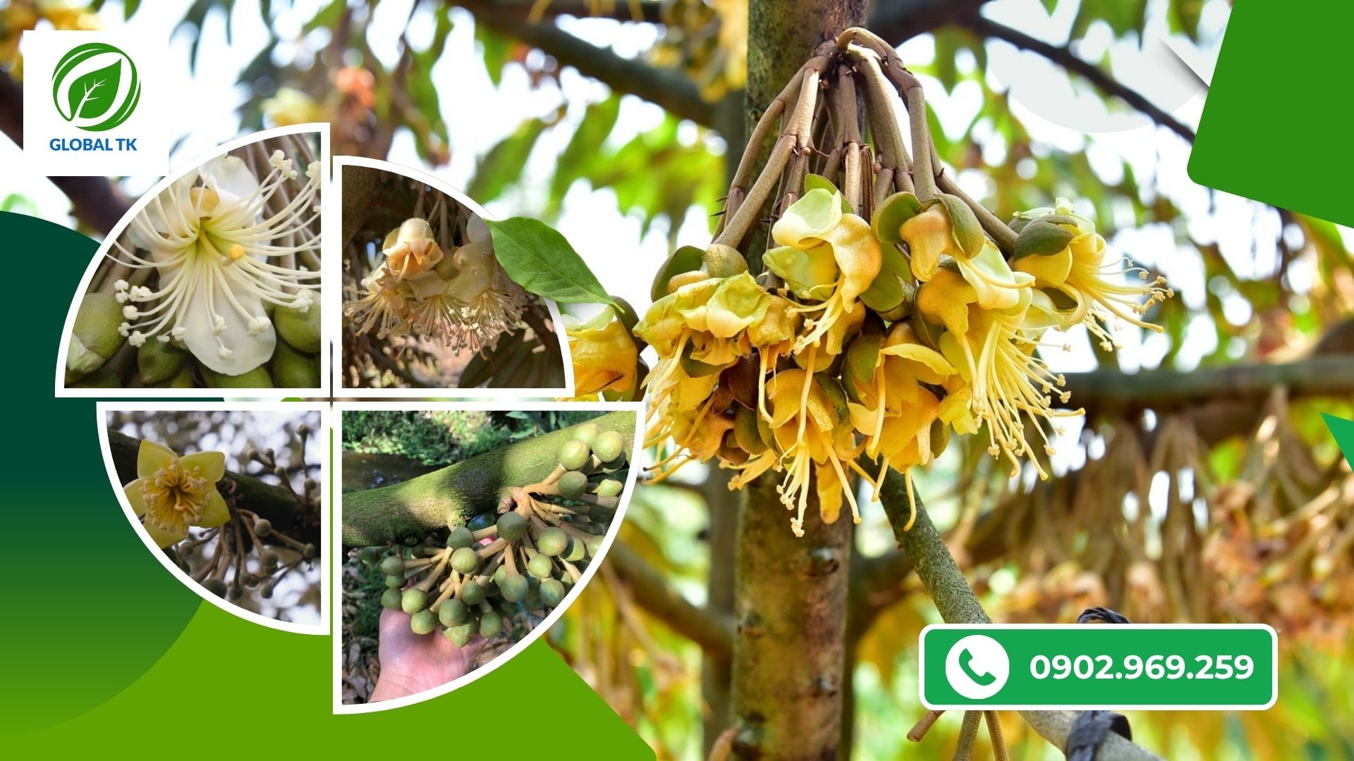 Cách Dùng Thuốc Kích Bông Sầu Riêng-Ra Bông Đồng Loạt, Sáng Khỏe