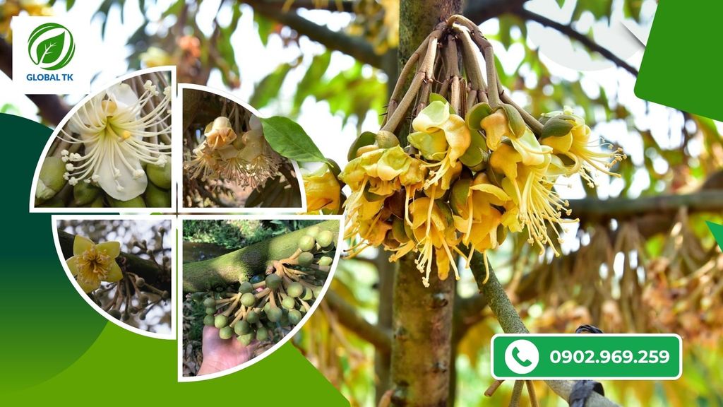 Cách Dùng Thuốc Kích Bông Sầu Riêng-Ra Bông Đồng Loạt, Sáng Khỏe