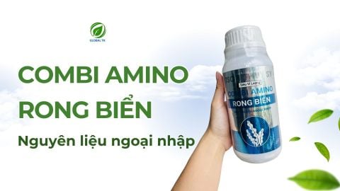 Combi Amino Rong Biển Global TK – “Lá chắn” tự nhiên cho cây trồng