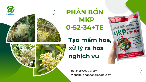 Phân Bón MKP 0-52-34 + TE GLOBAL TK - Tạo Mầm Hoa, Xử Lý Ra Hoa Nghịch Vụ, Chặn Đọt, Làm Già Lá