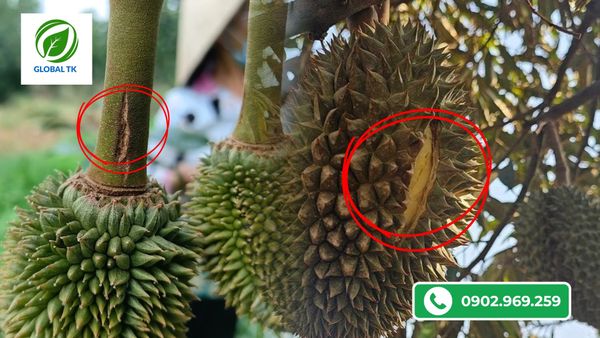 Biện Pháp Hạn Chế Nứt Cuống, Nứt Trái Sầu Riêng Khi Thu Hoạch