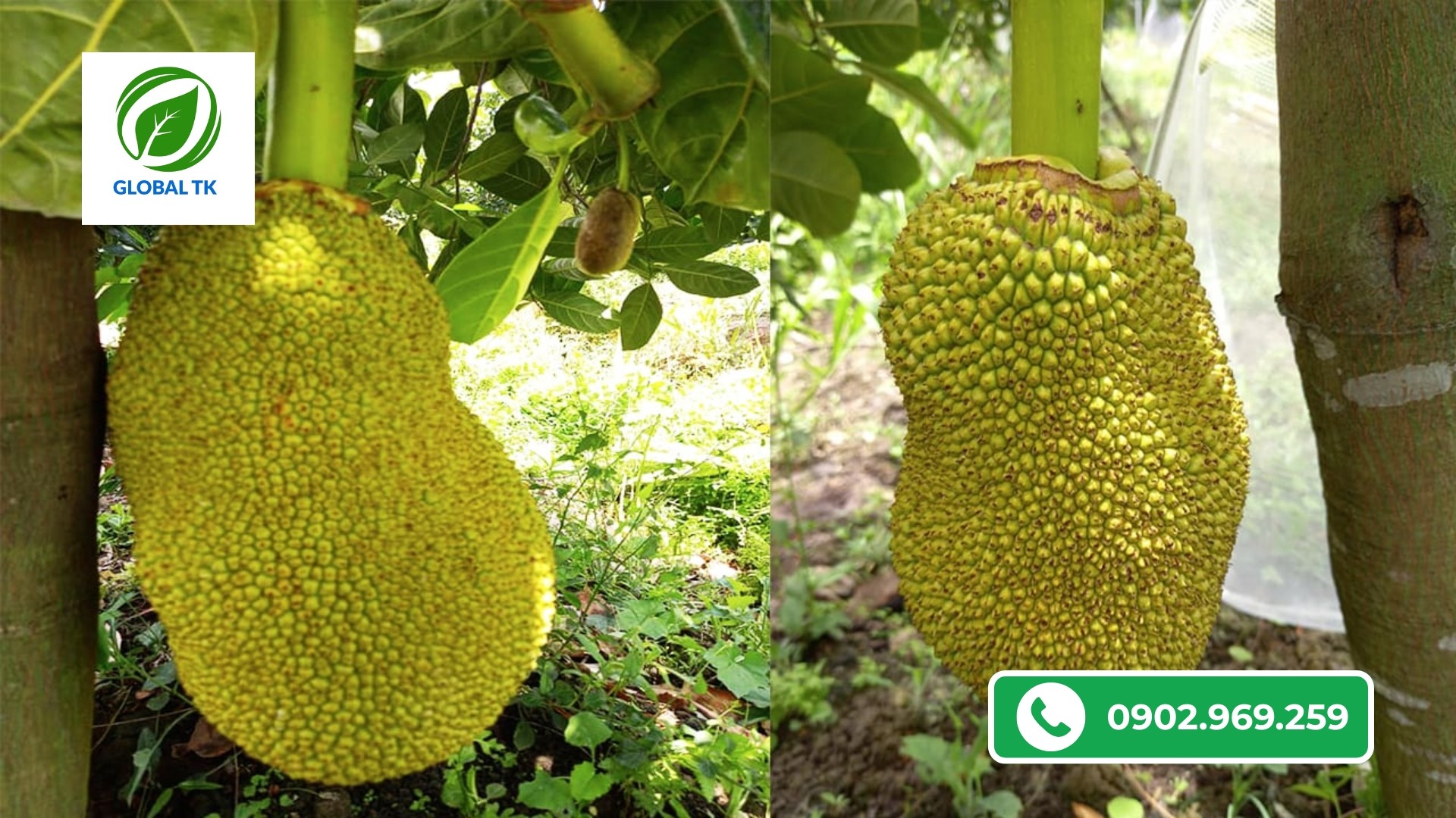 3 Nguyên Nhân Chính Khiến Mít Bị Méo Trái, Nhà Vườn Nên Biết