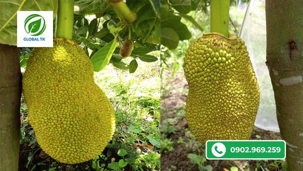 3 Nguyên Nhân Chính Khiến Mít Bị Méo Trái, Nhà Vườn Nên Biết