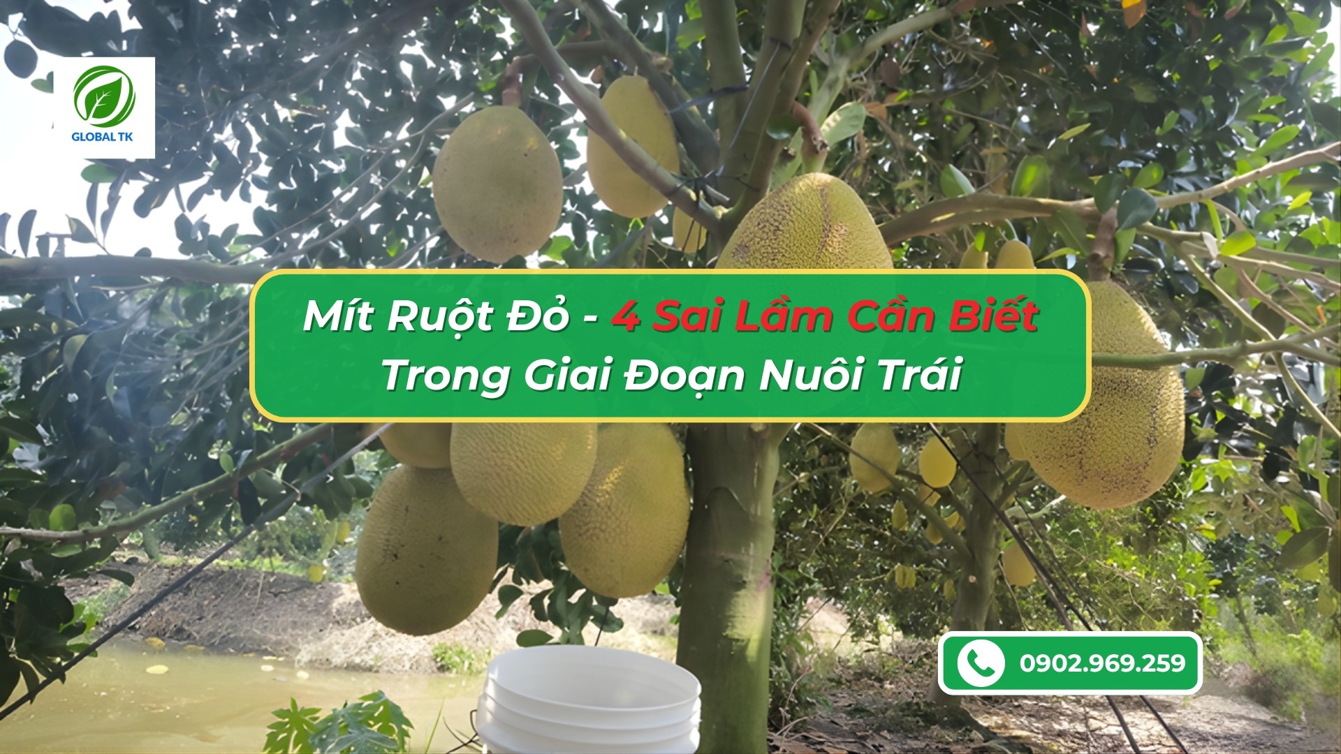 4 Sai Lầm Cần Biết Trong Giai Đoạn Nuôi Trái Mít Ruột Đỏ