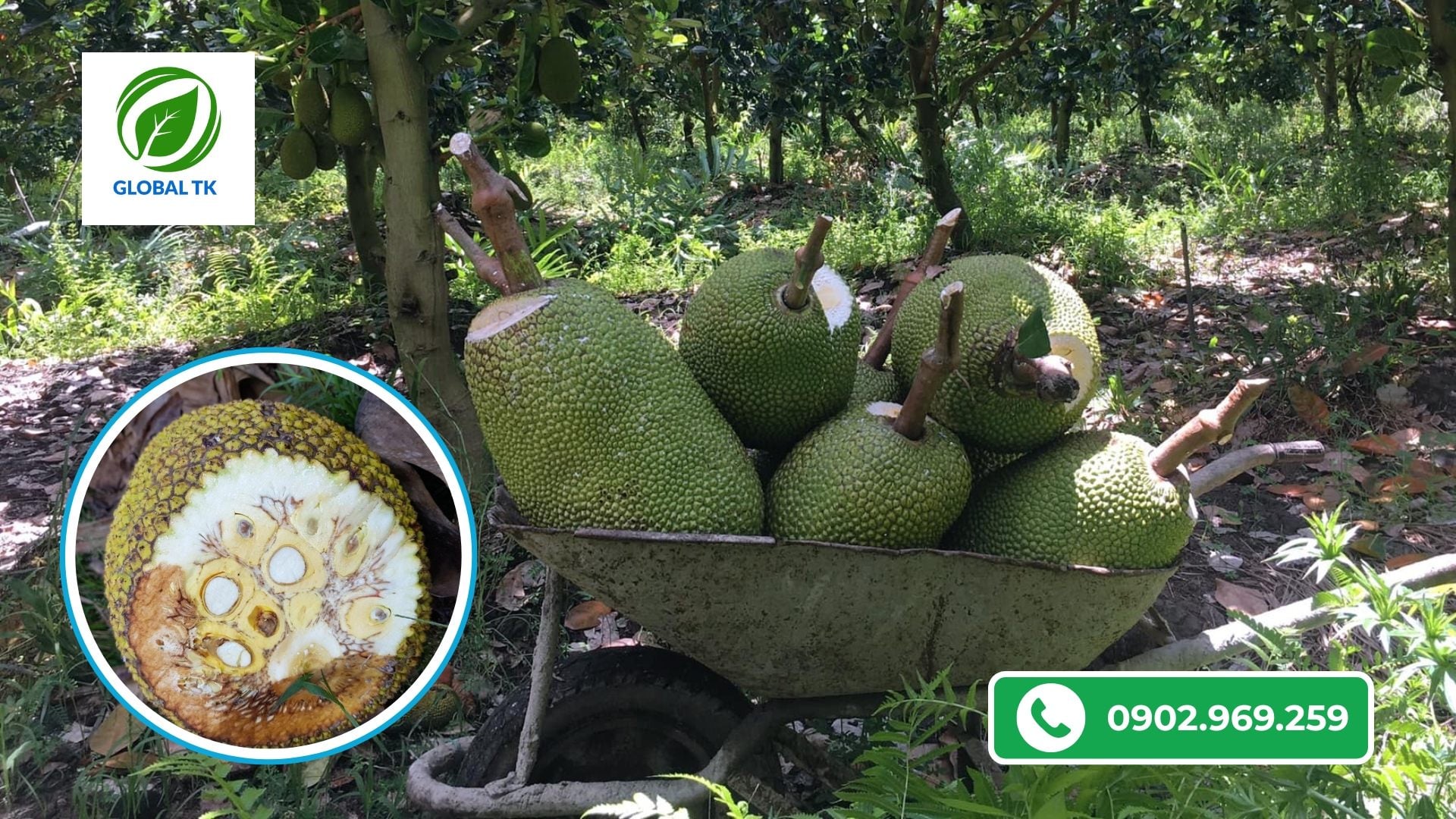 Nguyên Nhân Mít Bị Xơ Đen Và Cách Phòng Tránh Hiệu Quả, Đơn Giản