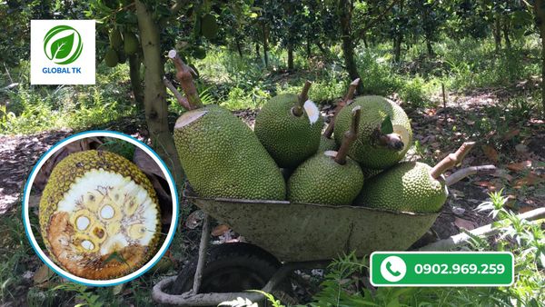 Nguyên Nhân Mít Bị Xơ Đen Và Cách Phòng Tránh Hiệu Quả, Đơn Giản