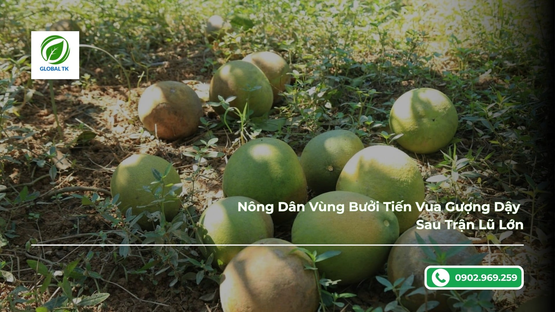 Nông Dân Vùng Bưởi Tiến Vua Gượng Dậy Sau Trận Lũ Lớn