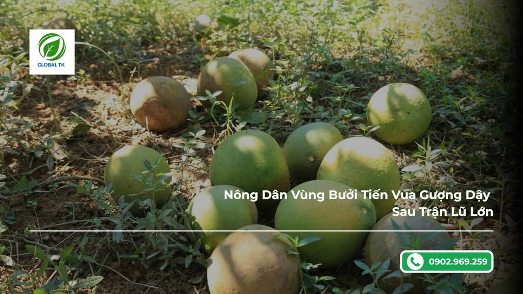 Nông Dân Vùng Bưởi Tiến Vua Gượng Dậy Sau Trận Lũ Lớn